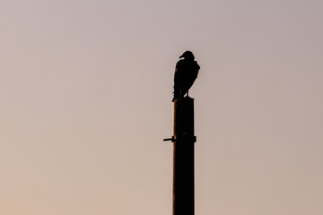 Bird silhouette on the postage, to the background sky color sunset