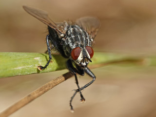 Flesh fly (Sarcophaga)