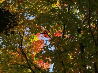 Bright colored leaves in their fall colors 