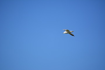 Möwe auf Futtersuche
