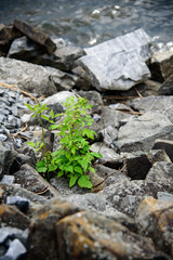 Raspberry on the rocks