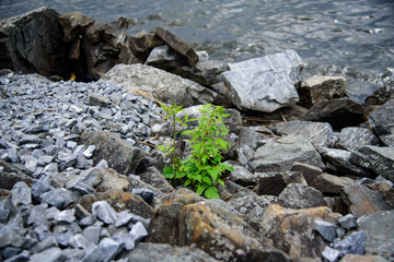 Raspberry on the rocks