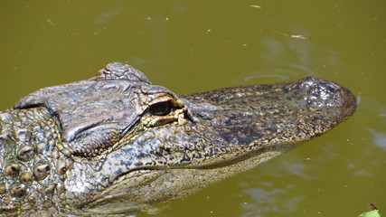 Alligator