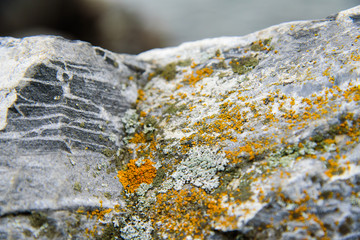 The vegetation on the rocks