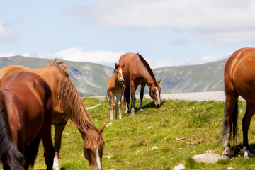 Fototapeta na wymiar Wild horses in Transylvania, Romania. Mare and Foal together in the green meadow