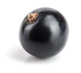 One black currant isolated on white background