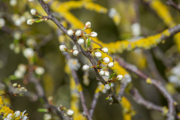 Knospen