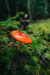 Fly agaric and moss