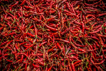 Fototapeta premium Dried Chilii in countryside in thailand, processing of Cayenne pepper for cooking Thai food.