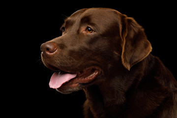 Cute Portrait of Brown Labrador retriever dog looking up on isolated black background, profile view