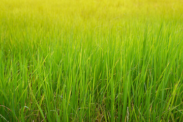 Young rices plant field in rain season in Thailand, Rices are glowing under sunlight. Thailand agriculture. 