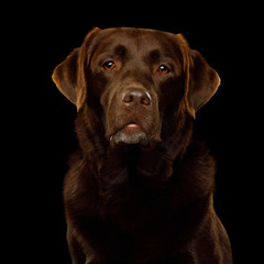 Serious Portrait of Brown Labrador retriever dog looking in camera on isolated black background, front view