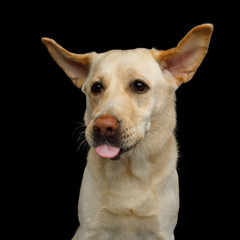 Funny Portrait of Labrador retriever dog show tongue and flying ears on isolated black background, front view