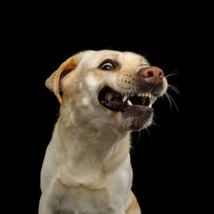 Funny Portrait of Smiled Labrador retriever dog with opened mouth on isolated black background, front view