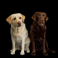 Two Labrador retriever dogs sitting on isolated black background, front view