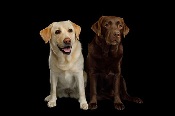 Two Labrador retriever dogs sitting and stare on isolated black background, front view