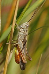 Grasshopper (Orthoptera)