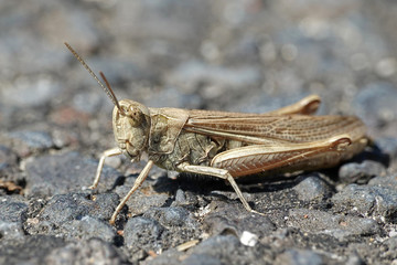 Grasshopper (Orthoptera) © dennisjacobsen