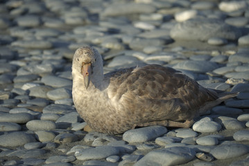 Southern Giant Petrel, South Georgia Island, Antarctic