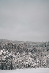 Snowy landscape winter