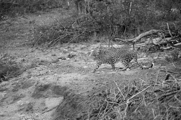 Leopard (Panthera pardus), Südafrika, Afrika