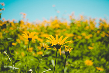 daisy field 3