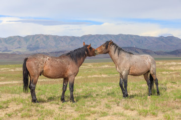 Wild Horses in the Utah Desert in Summer