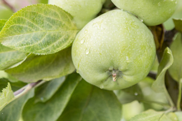 Green apples on a branch ready to be harvested, outdoors, selective focus. Green apple on tree