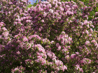 Fototapeta premium blooming cherry tree with pink flowers in spring. background, nature.