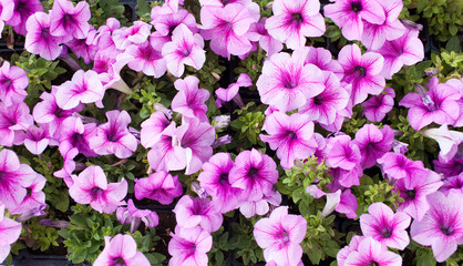 Purple petunia flowers in the garden in Spring time