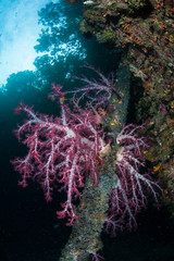 Fototapeta na wymiar Soft Corals on Fallen Tree in Raja Ampat