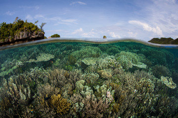 Amazing Healthy Coral Reef in Raja Ampat