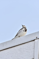 Japanese Pied Wagtail