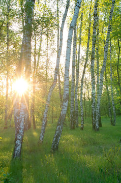 Birch grove, sun through the trees, morning sunrise, vertical composition