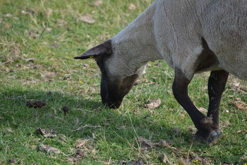 Schafe auf dem Damm an der Nordsee