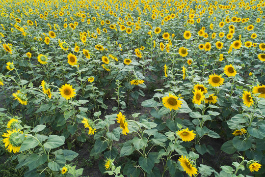close up view to sunflowers