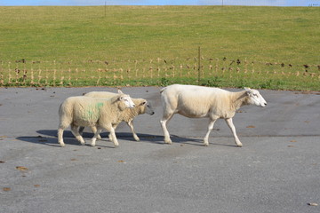 Schafe auf dem Damm an der Nordsee
