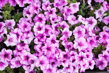 Purple petunia flowers in the garden in Spring time