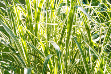 Ornamental grass in garden. Natural summer background.