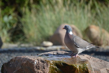 Vögel an der Tränke
