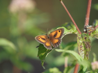 orange brauner Schmetterling - orange brown butterfly