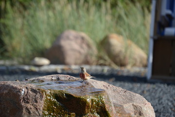 Vögel an der Tränke
