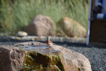 Vögel an der Tränke