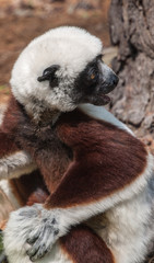 lemur lemurs ringtail sifaka madagascar