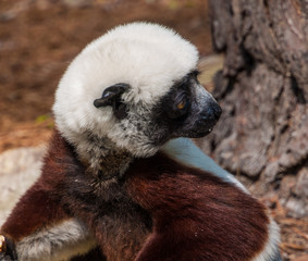 lemur lemurs ringtail sifaka madagascar