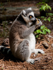 lemur lemurs ringtail sifaka madagascar