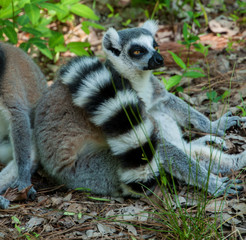 Fototapeta premium lemur lemurs ringtail sifaka madagascar