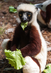 lemur lemurs ringtail sifaka madagascar