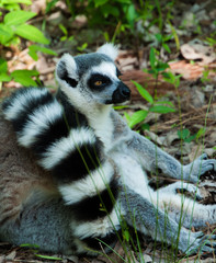 lemur lemurs ringtail sifaka madagascar