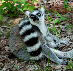 lemur lemurs ringtail sifaka madagascar